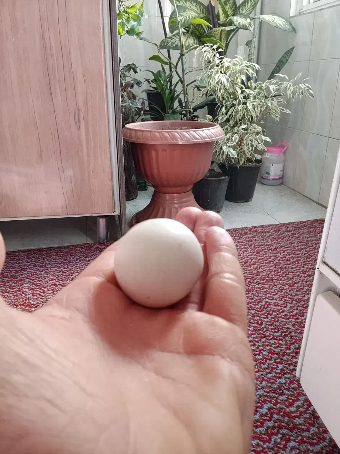 یک عدد سنگ الماس اسیاب|جواهرات|بومهن, |دیوار