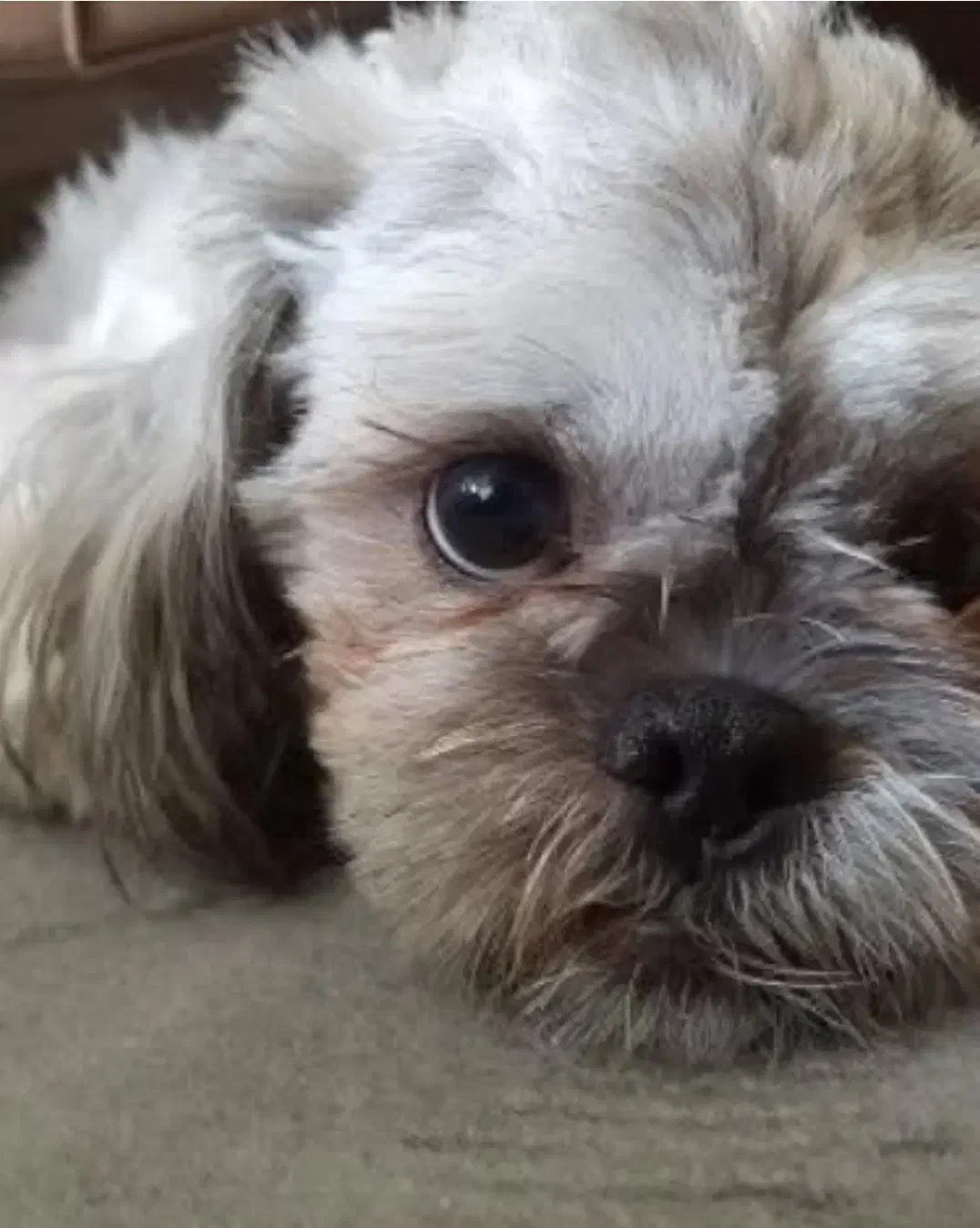 واگذاری مکس  شیتزو نر ۵ ساله|سگ|پرند, فاز ۴|دیوار