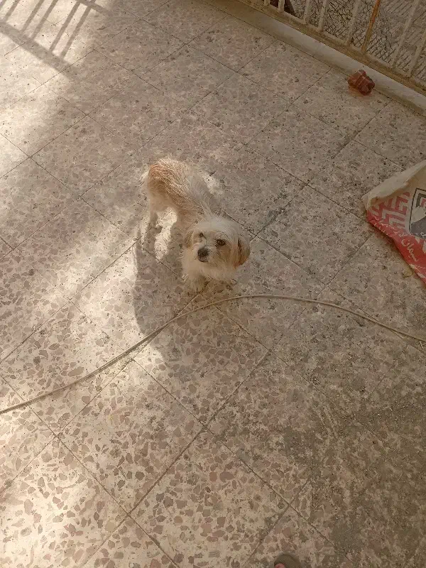 سگ پاکوتاه|سگ|سبزوار, امیر کبیر|دیوار