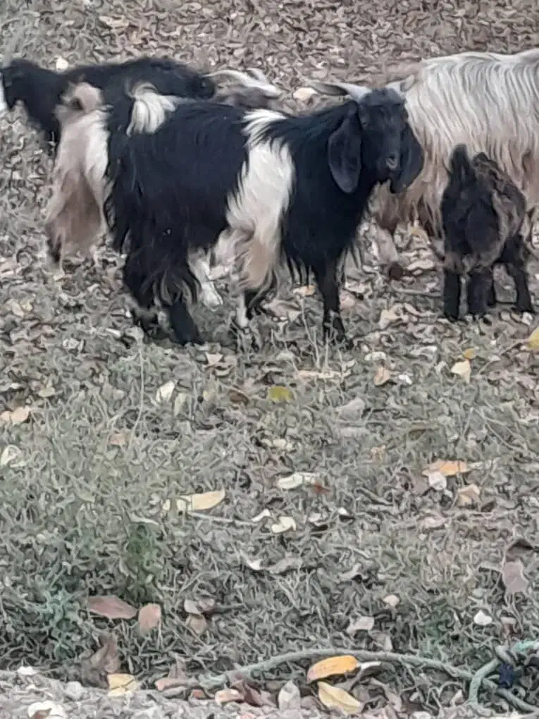 فروش گهر و بز چاق سرحال با قیمت خوب|حیوانات مزرعه|یاسوج, |دیوار