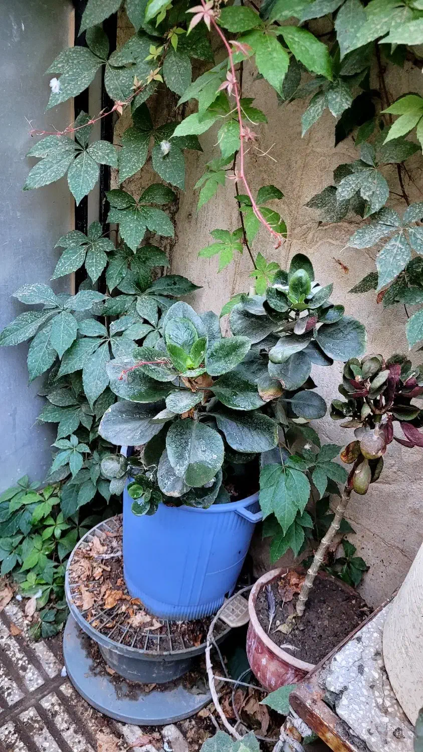 گلهای آپارتمانیگ|گل و گیاه طبیعی|سبزوار, امام خمینی (ناوی)|دیوار