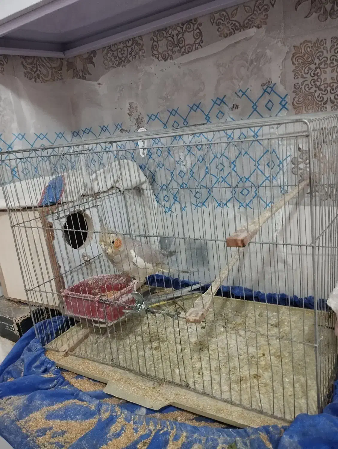 عروس هلندی|پرنده|لامرد, |دیوار