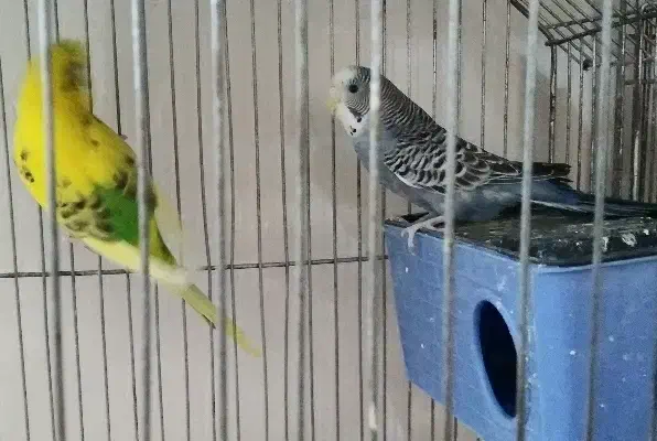 یک جفت مرغ عشق با ۲ جوجه در لونه|پرنده|قنوات, |دیوار