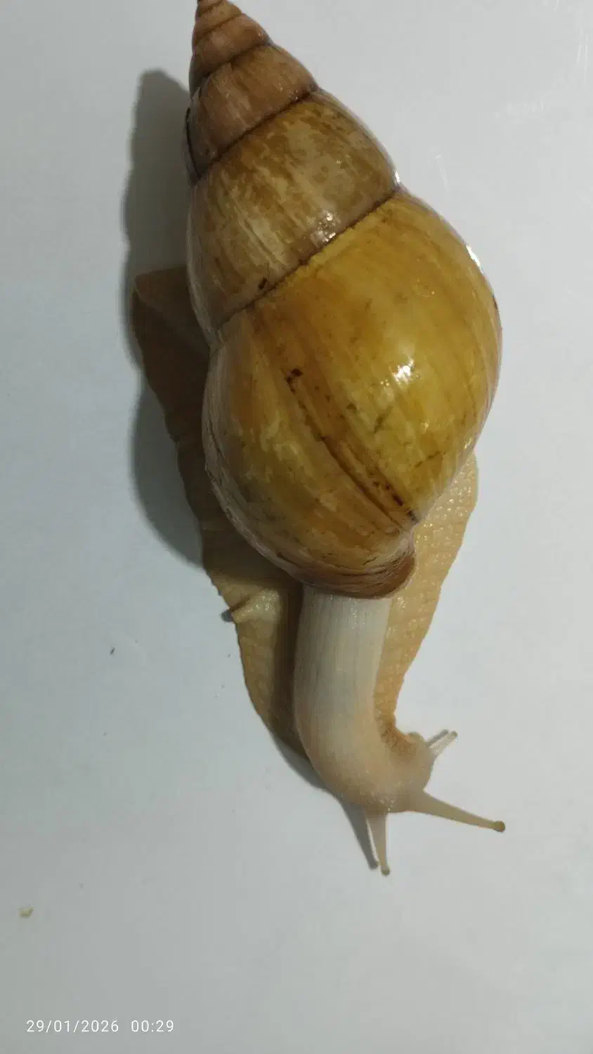 حلزون|خزنده|گلستان (تهران), |دیوار