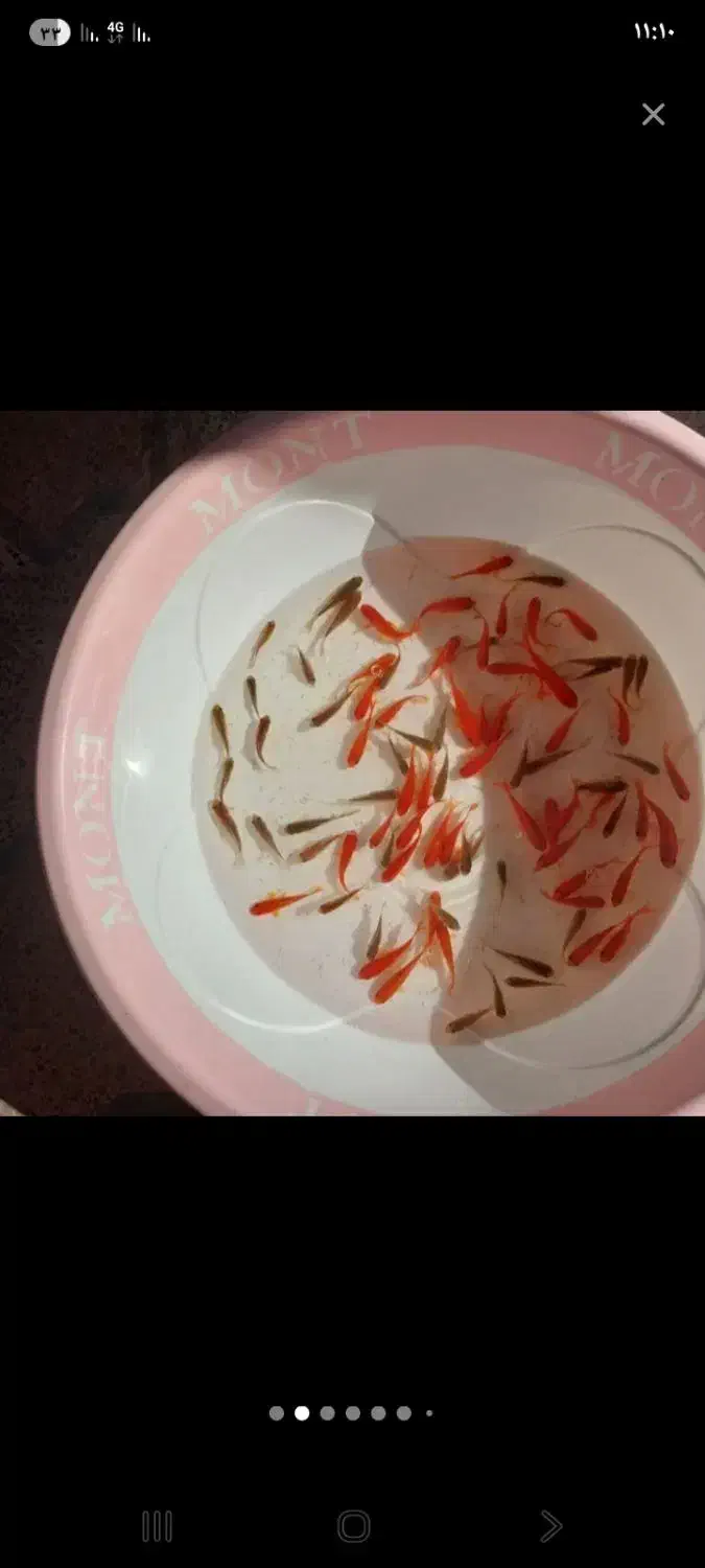 ماهی|ماهی|آران و بیدگل, |دیوار