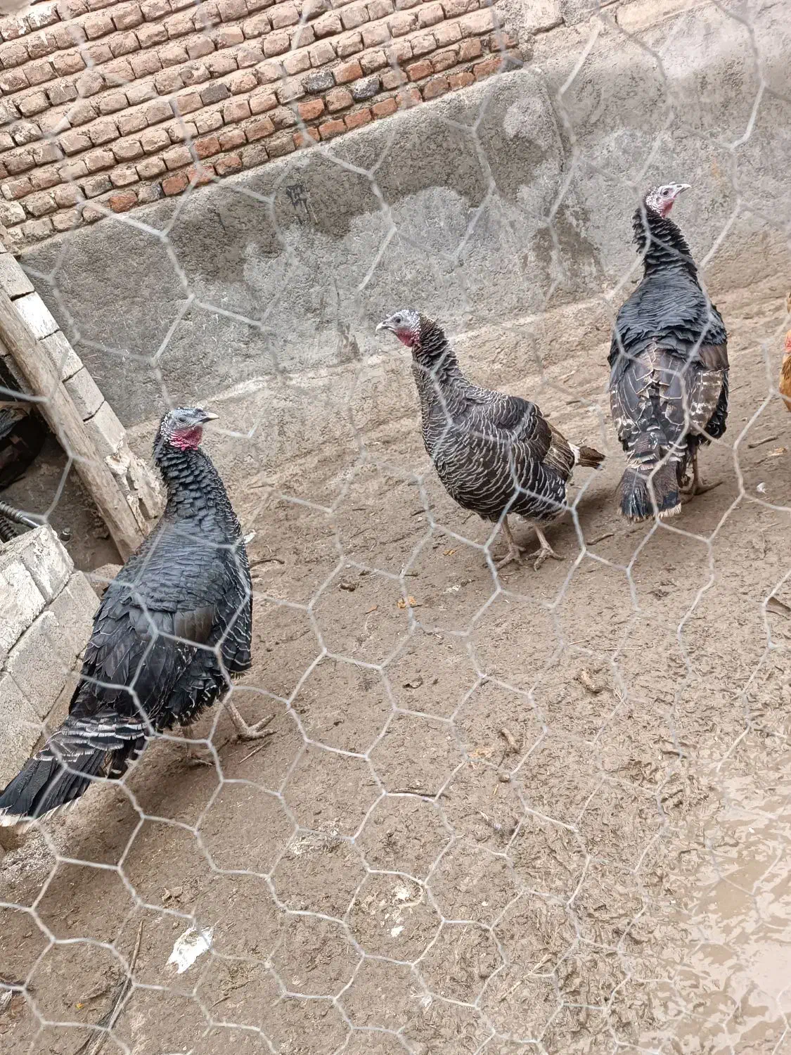 سه عدد بوقلمون ماده و یک عددمرغ اصل روستایی|حیوانات مزرعه|نقده, |دیوار