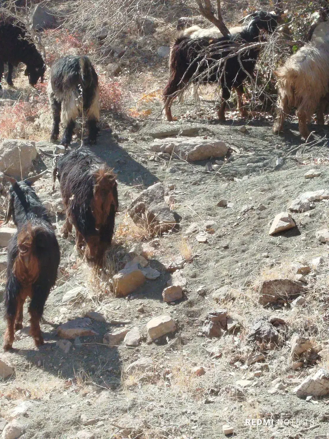 بزغاله نر فروشی|حیوانات مزرعه|کاکاوند, |دیوار