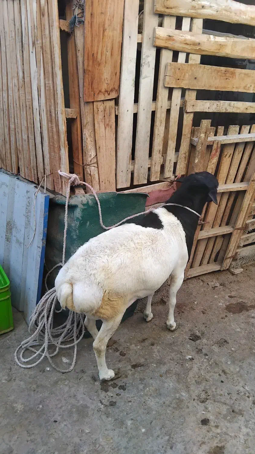 غوچ|حیوانات مزرعه|قشم, |دیوار