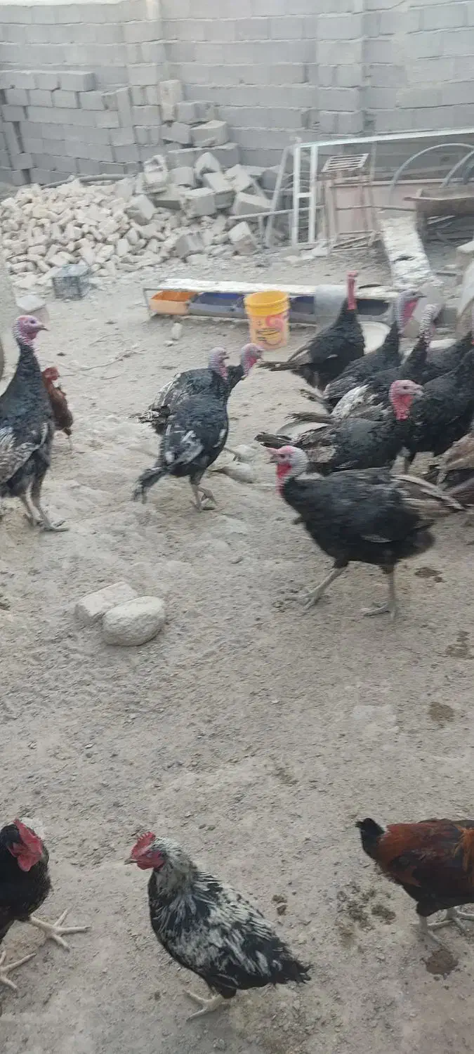 بو قلمون محلی|پرنده|دلبران, |دیوار