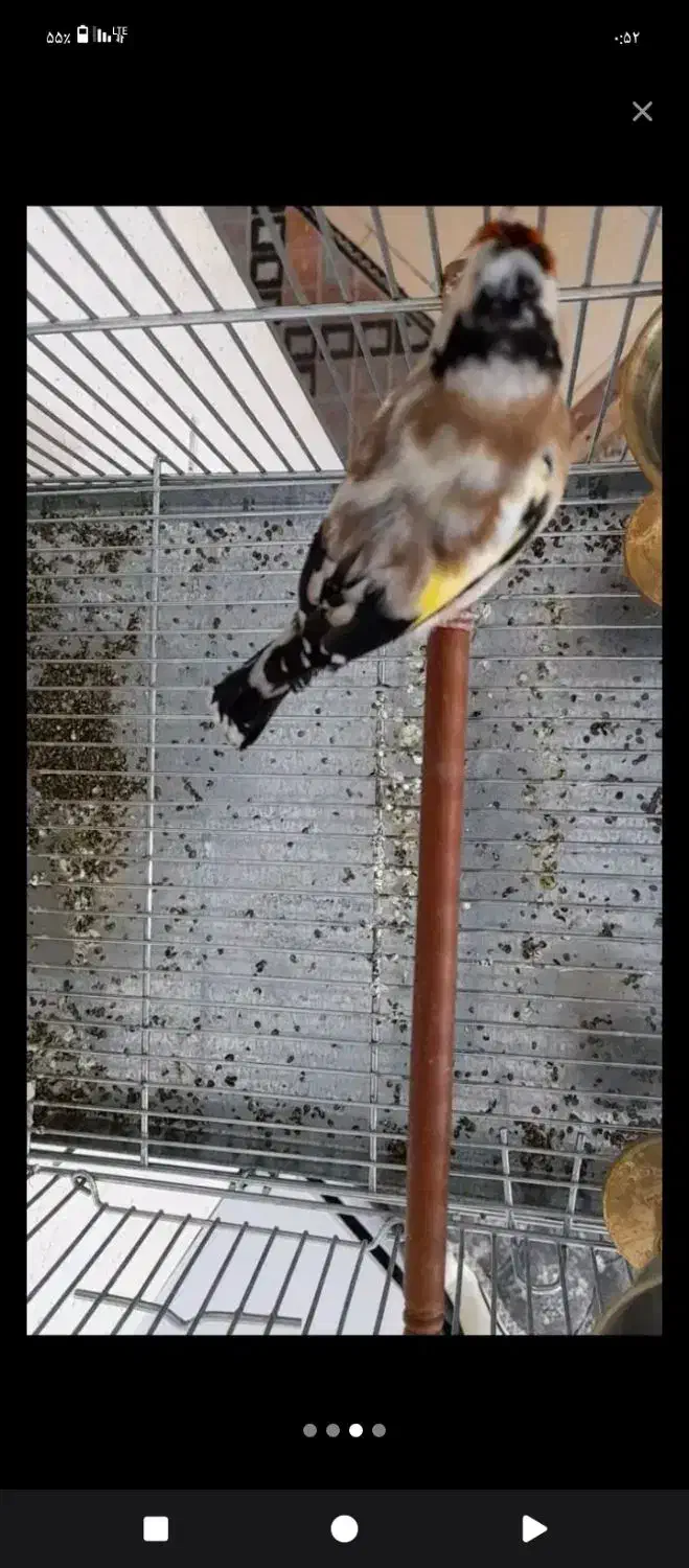 سهره قناری|پرنده|الیگودرز, |دیوار