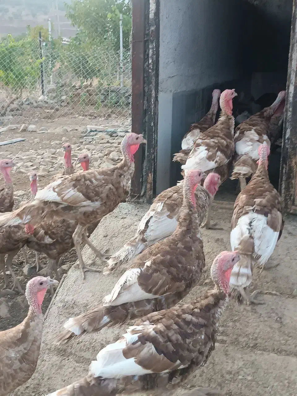 بوقلمون محلی گوشتی|حیوانات مزرعه|مریوان, |دیوار