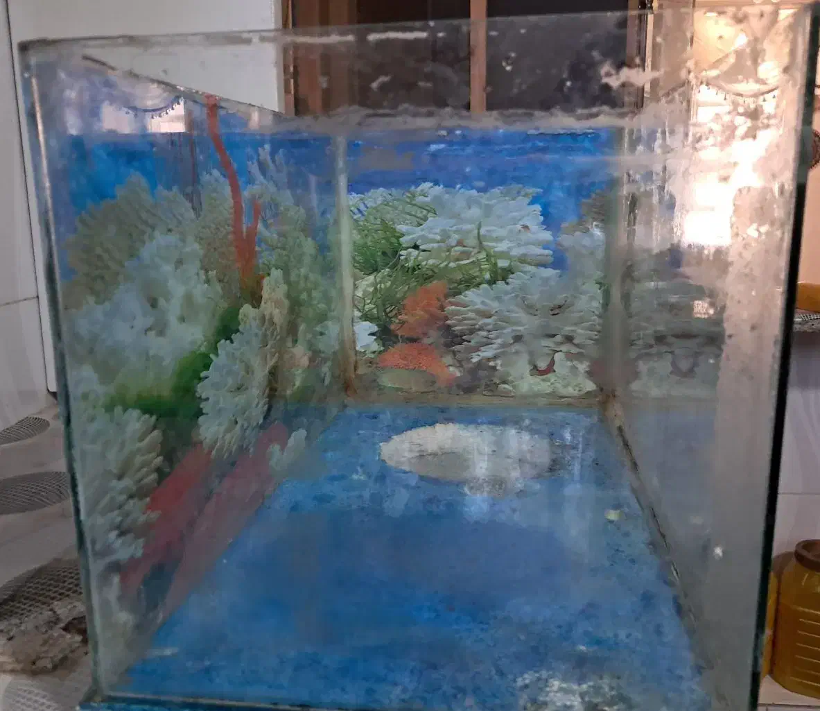 آکواریوم|ماهی|بروجن, |دیوار