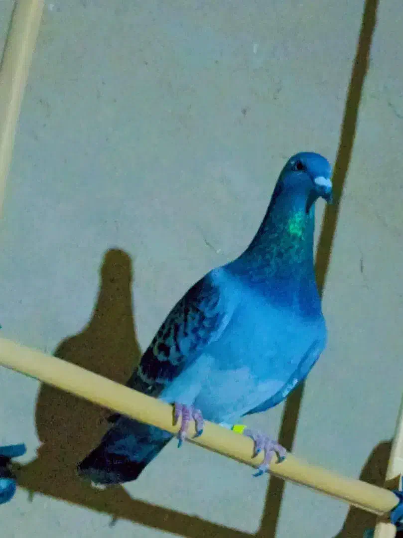 یازده  عدد مسافتی درجه یک|پرنده|سراوان, |دیوار