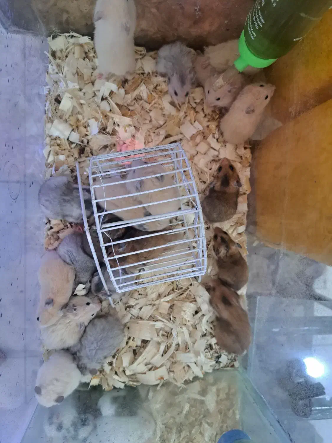 همستر.خوکچه.خرگوش.رت ویستار.موش سوری Aco pet|موش و خرگوش|زنجان, |دیوار