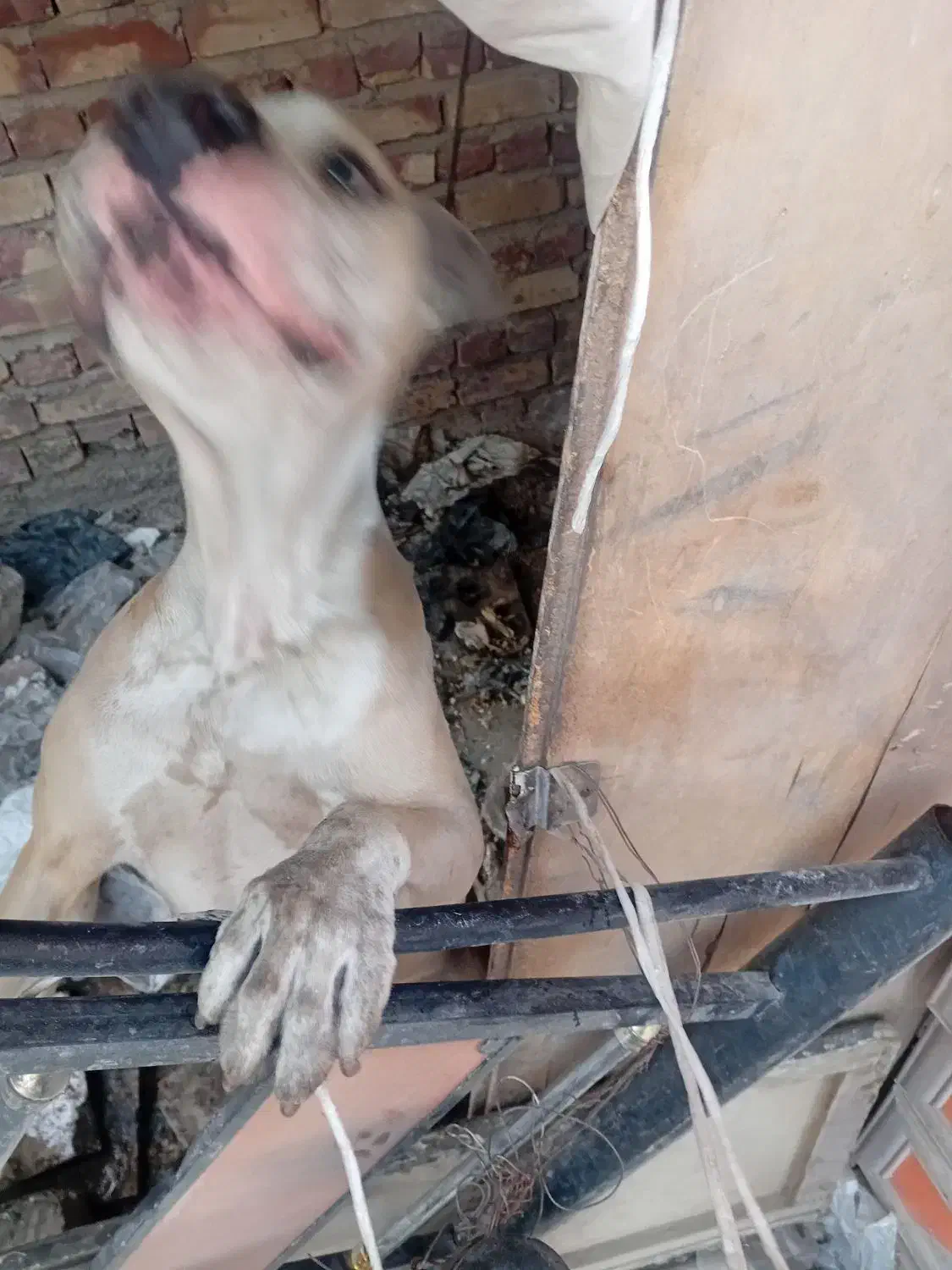 سگ پیت بول|سگ|کاشان, فاز ۲ ناجی آباد|دیوار