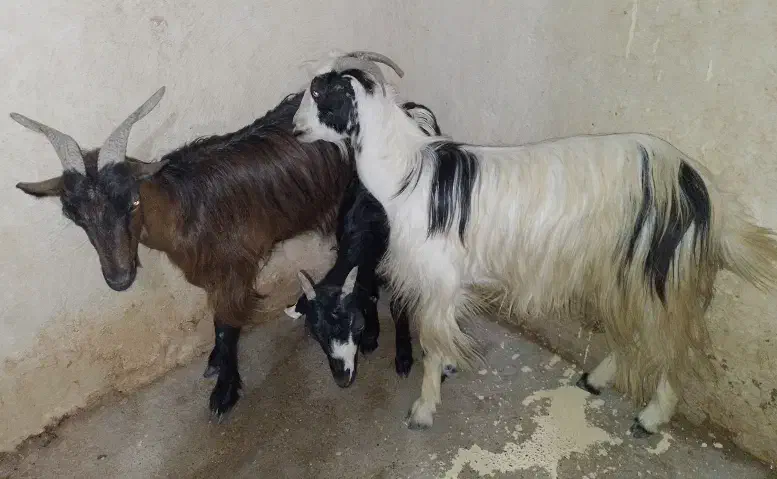 فروش دوعدد ویک تیشتر ..درناصری|حیوانات مزرعه|خورموج, |دیوار