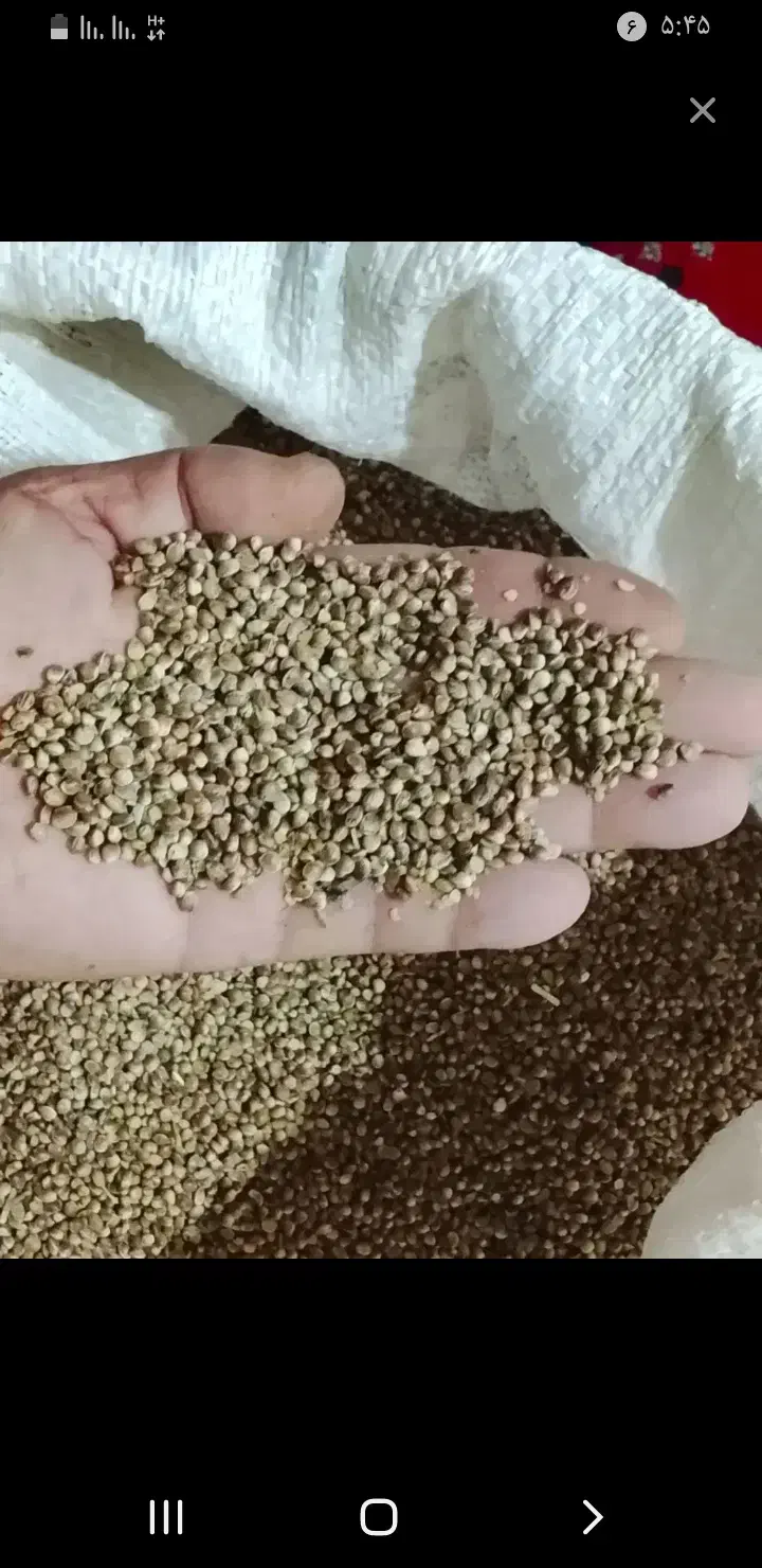 بذر|لوازم جانبی حیوانات|نهاوند, |دیوار