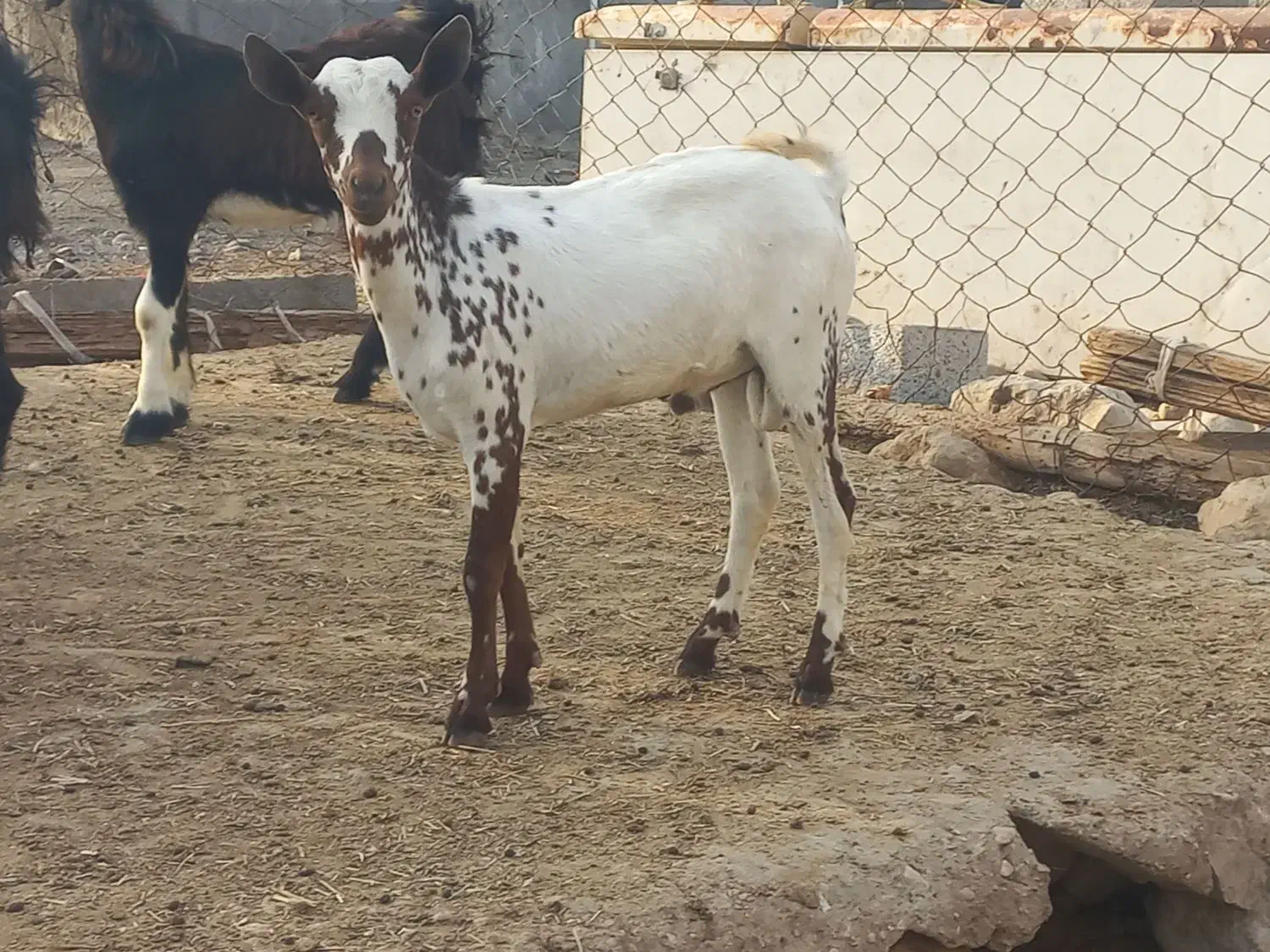 نری گوشتی|حیوانات مزرعه|بندرعباس, |دیوار