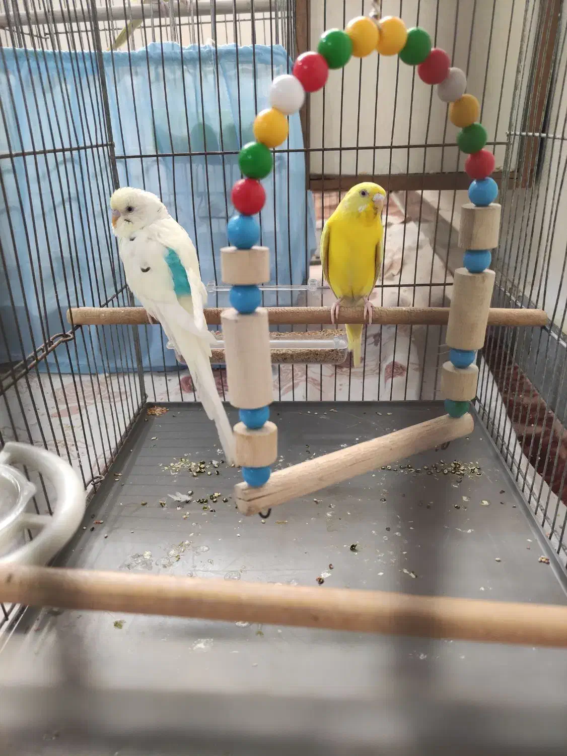 مرغ عشق نر ماده|پرنده|هشتگرد, هشتگرد قدیم|دیوار