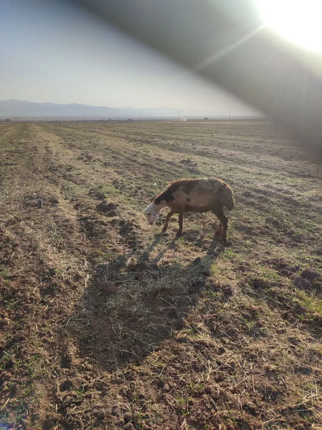 قوچ وبره قوچ پلنگی|حیوانات مزرعه|باغ حلی, |دیوار