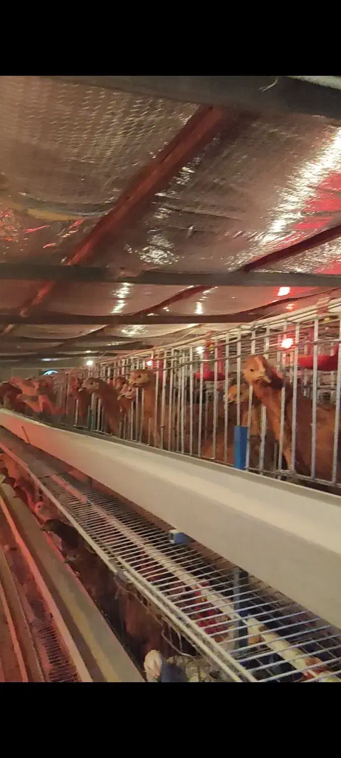 500عدد مرغ ها گل  پایگانی|حیوانات مزرعه|عطاملک, |دیوار