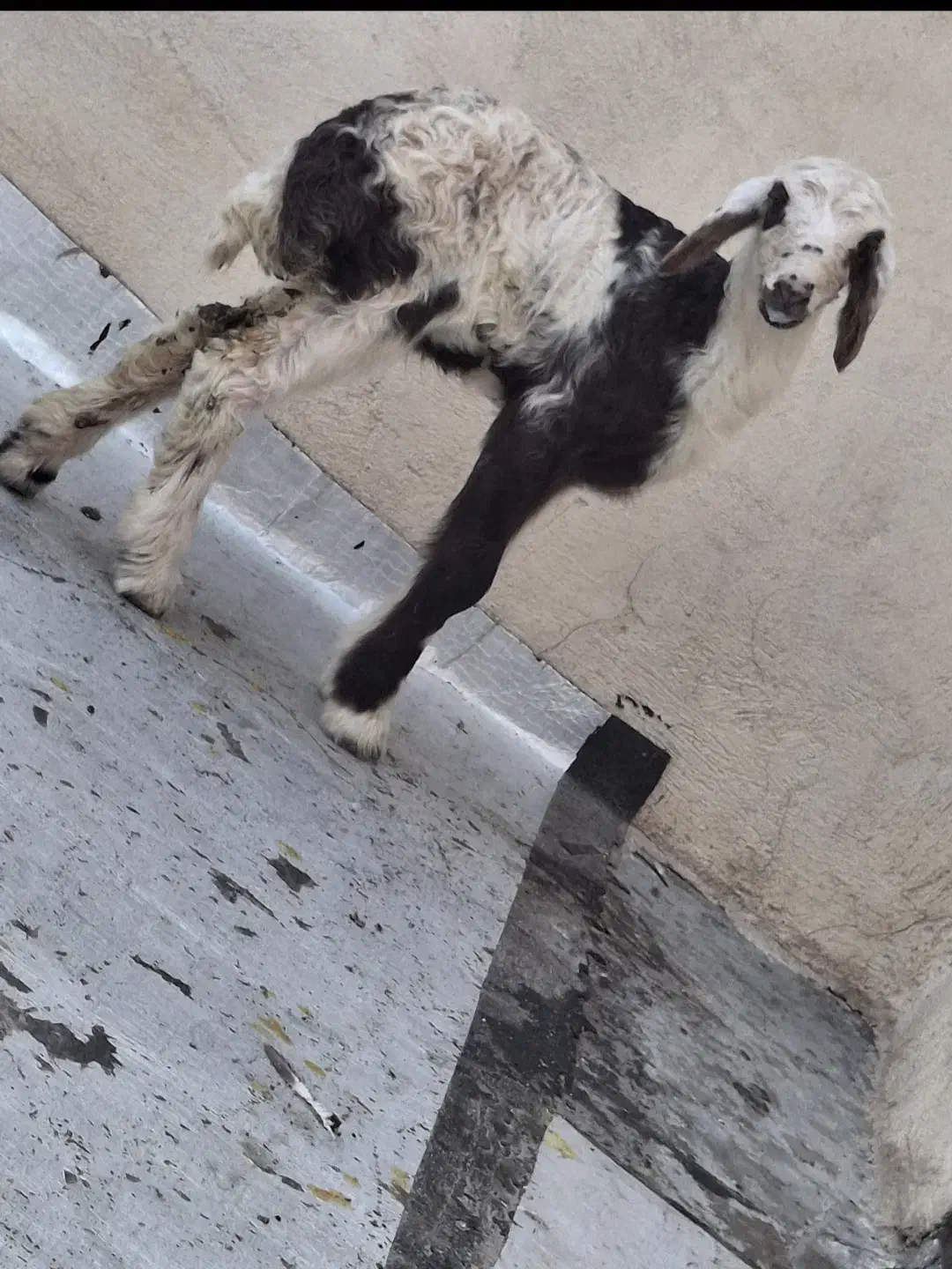 بره شیری|حیوانات مزرعه|سلفچگان, |دیوار