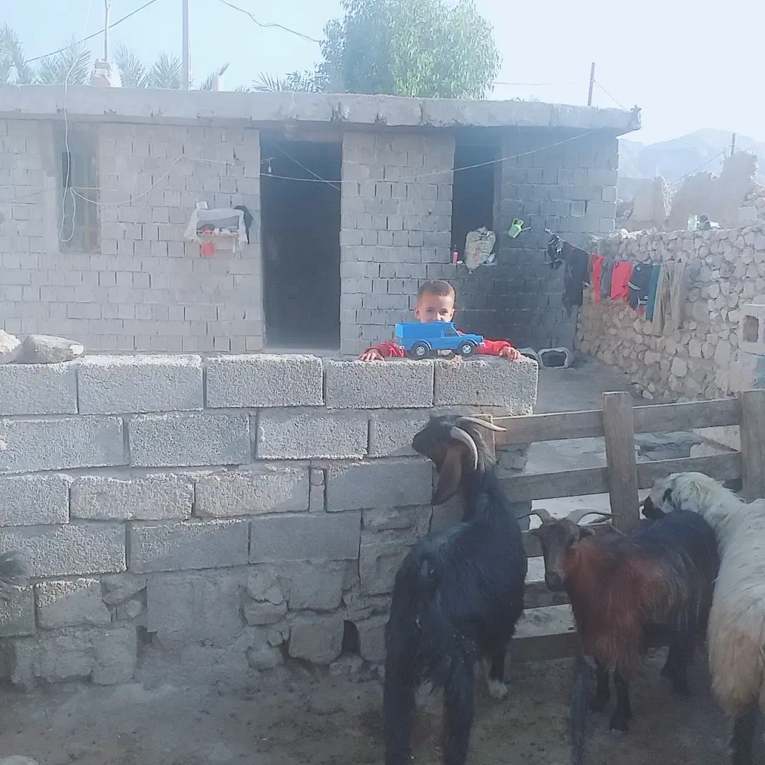 بزجوان|حیوانات مزرعه|بهبهان, |دیوار