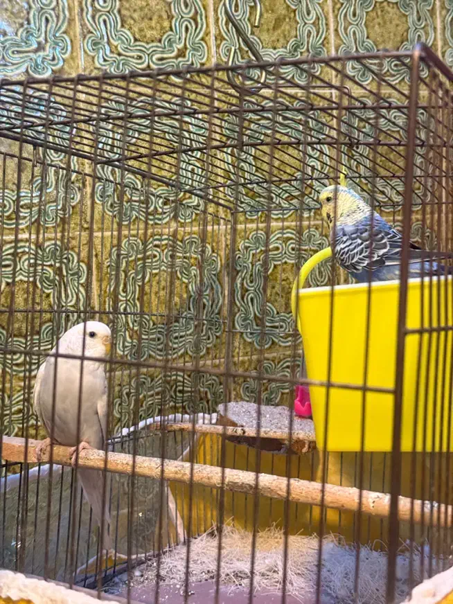 مرغ عشق انگلیسی|پرنده|یزد, |دیوار