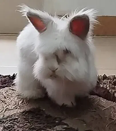 واگذاری دو خرگوش عقیم شده|موش و خرگوش|تهران, جوادیه|دیوار