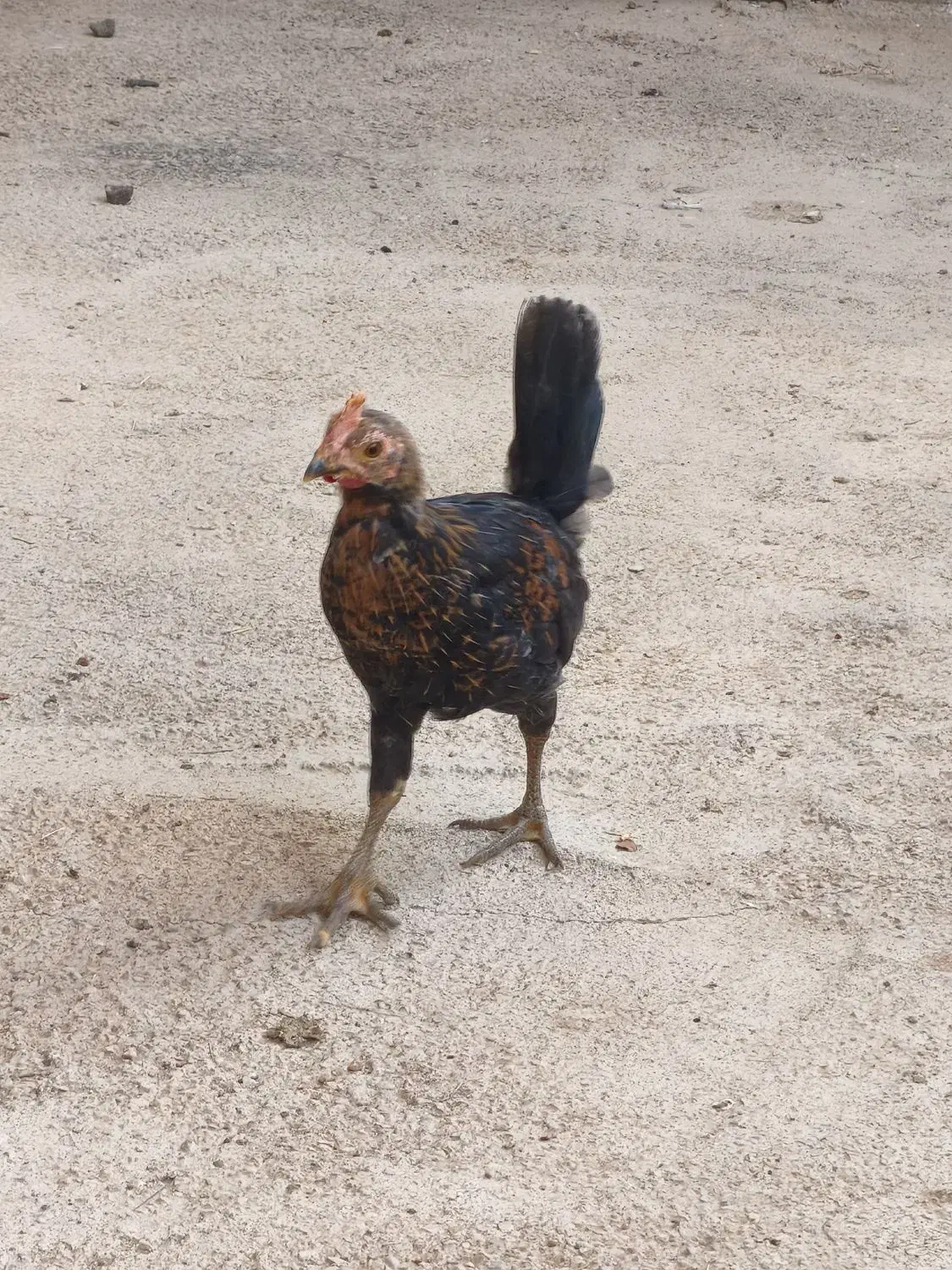 نیمچه خروس|حیوانات مزرعه|حمیدیه, |دیوار