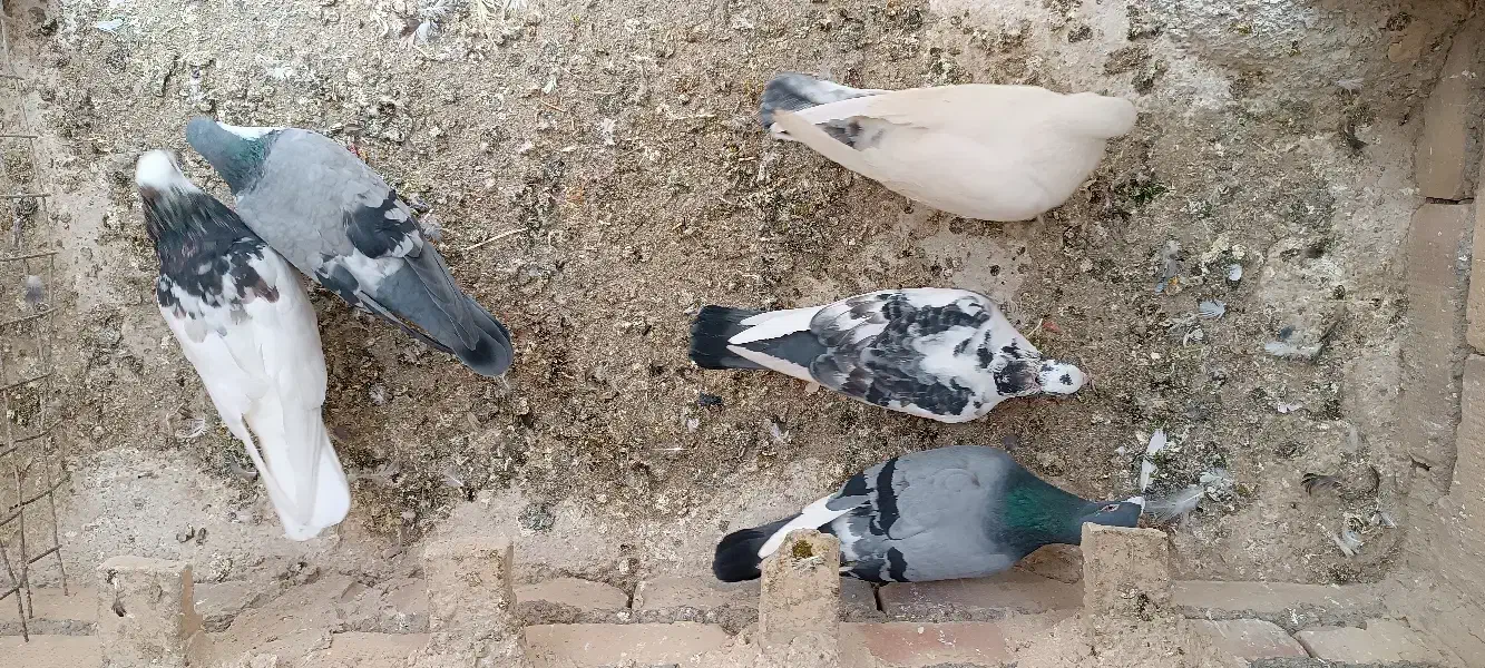 ۵ تا کبوتر|پرنده|تربت جام, معدآباد|دیوار