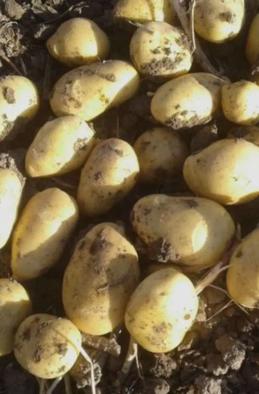 سیب‌زمینی بذری آگریا ، قوچان|حراج|آبکوه, |دیوار