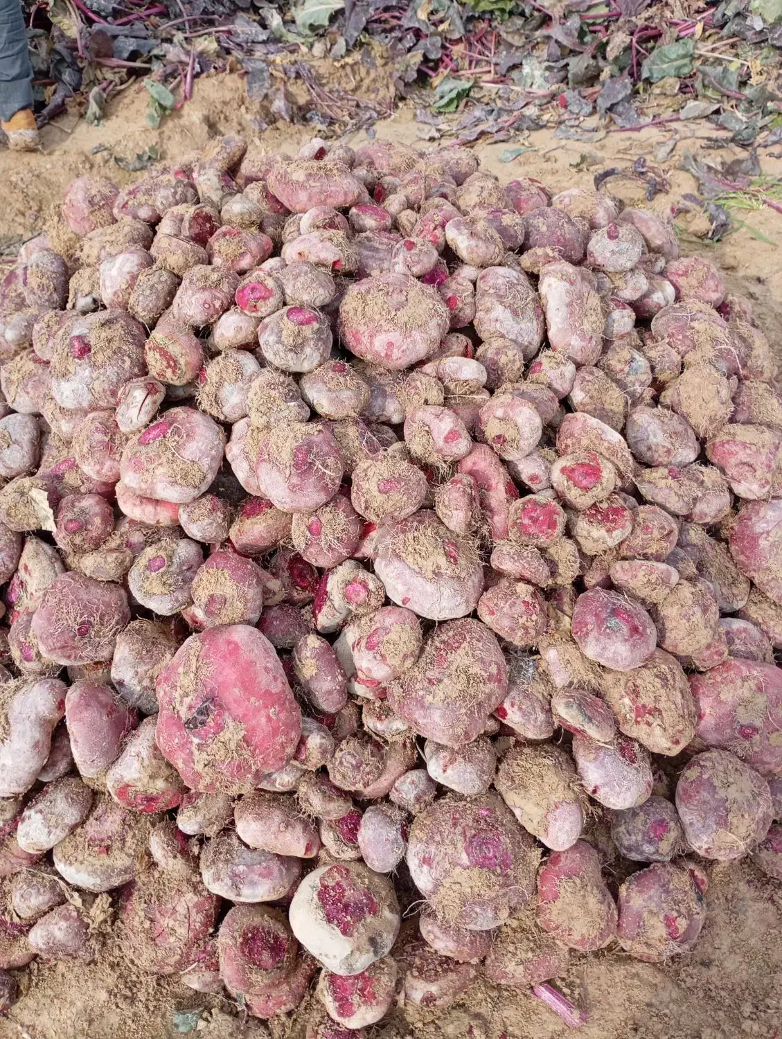 لبو شاهین تپه|خوردنی و آشامیدنی|دشتابی, |دیوار