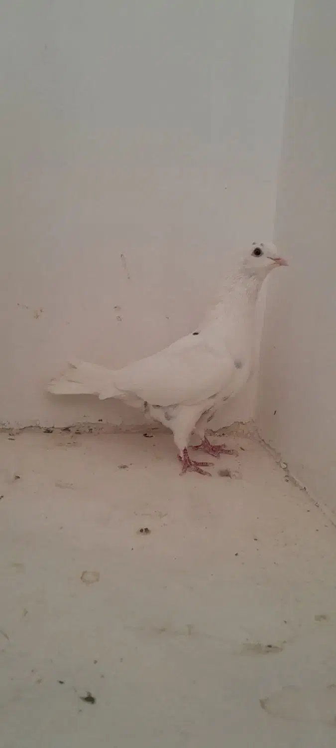 کفتر سفید غریب گیر|پرنده|ملایر, |دیوار