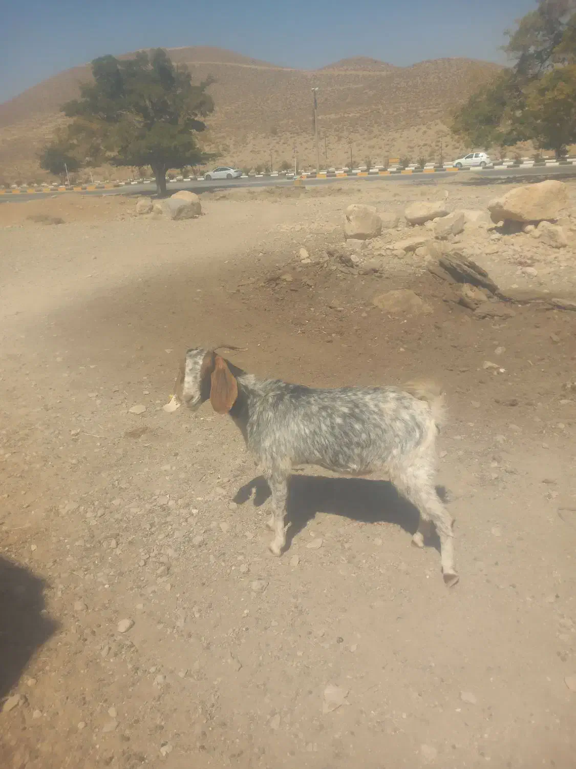 فروش ۲ راس بز جوان ابستن|حیوانات مزرعه|نی‌ریز, |دیوار