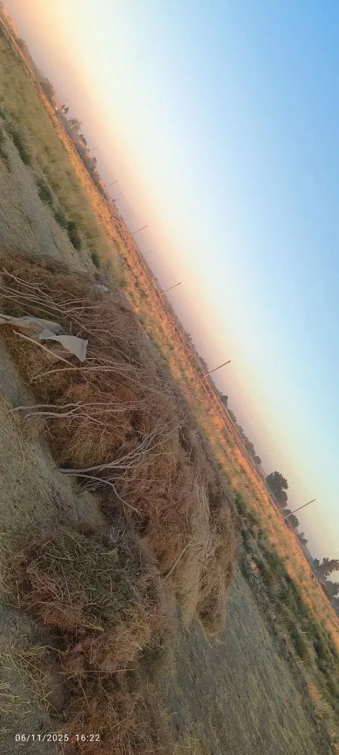 فروش کاه گندم|حیوانات مزرعه|هامون, |دیوار