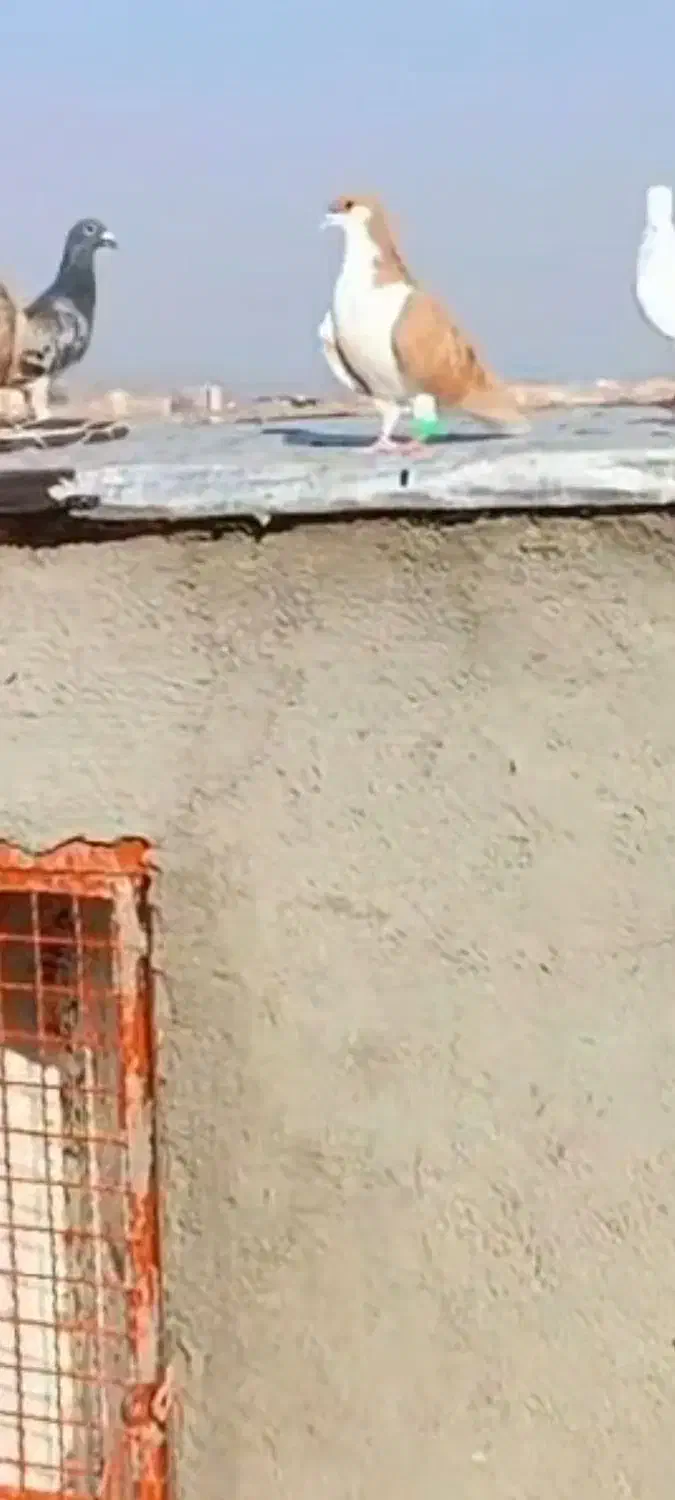 گمشده|پرنده|سبزوار, کوی گلستان|دیوار