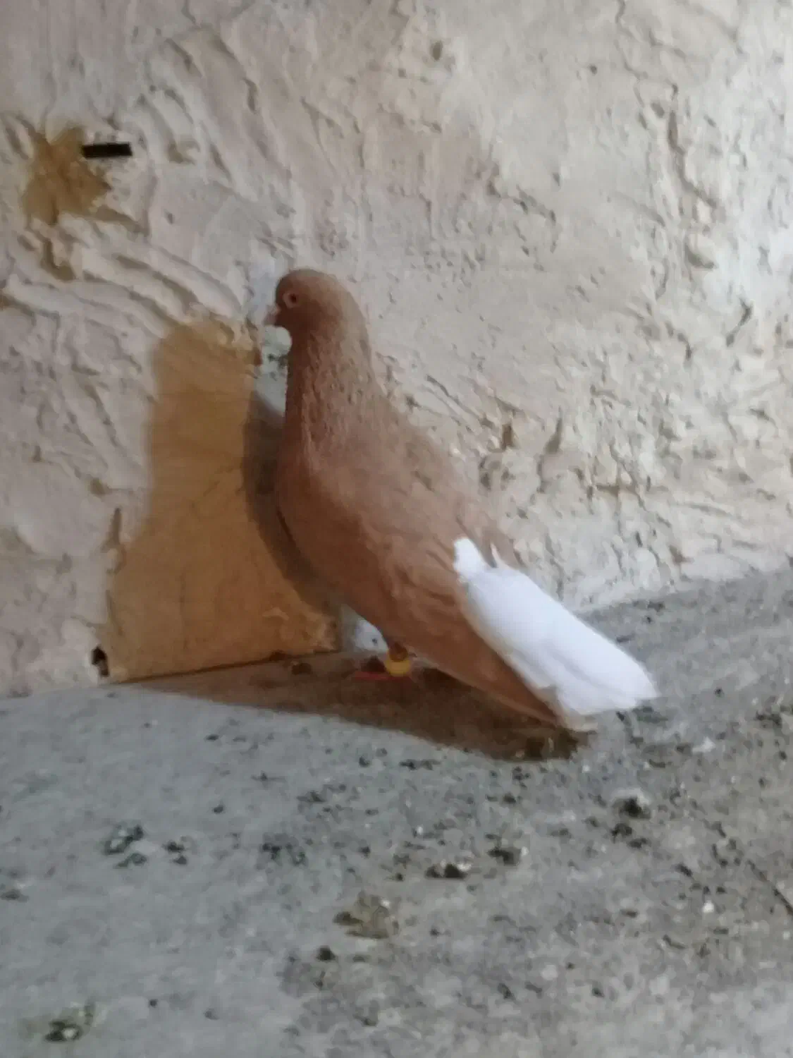 کبوتر‌نر‌ماده‌زرد‌دمسفید|پرنده|الوند, |دیوار