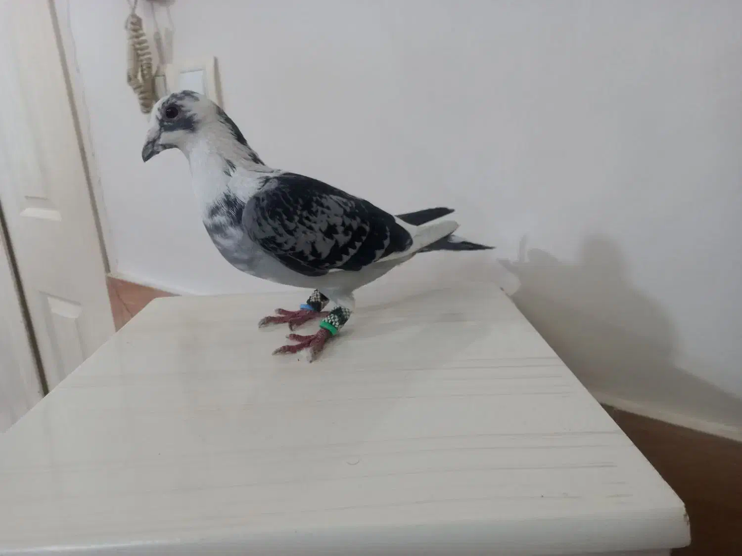 قره آلمانی نر درجه یک|پرنده|تربت‌حیدریه, رضاشهر|دیوار