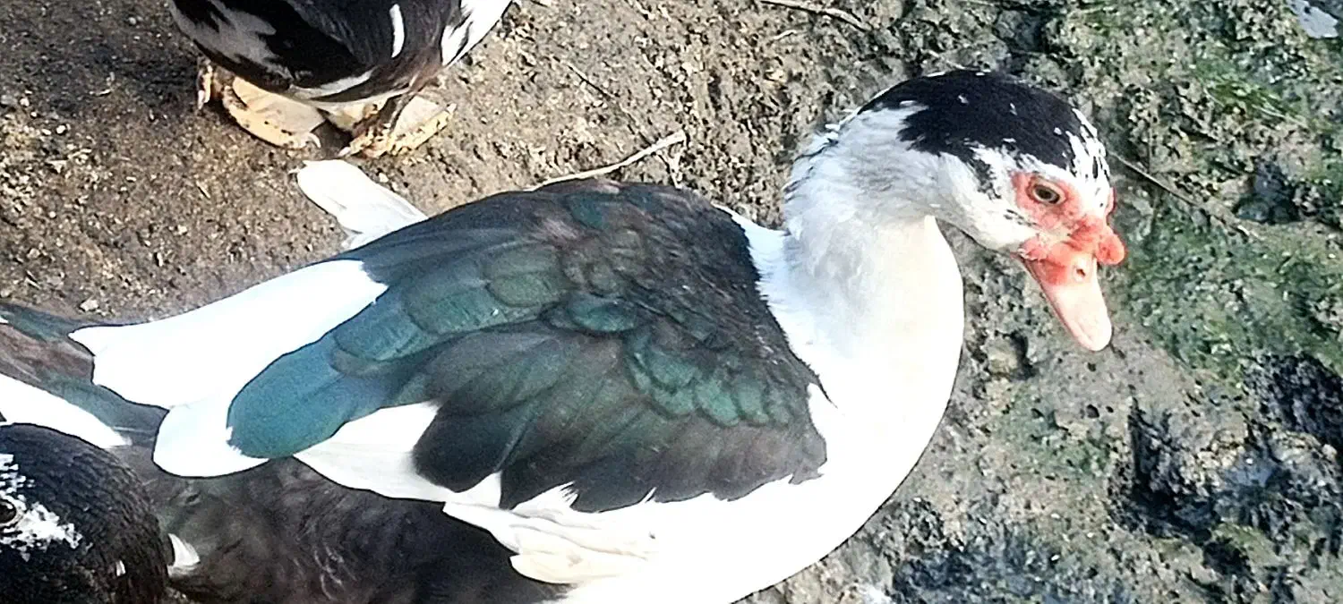 اردک روسی ارگانیک|حیوانات مزرعه|سرخرود, |دیوار