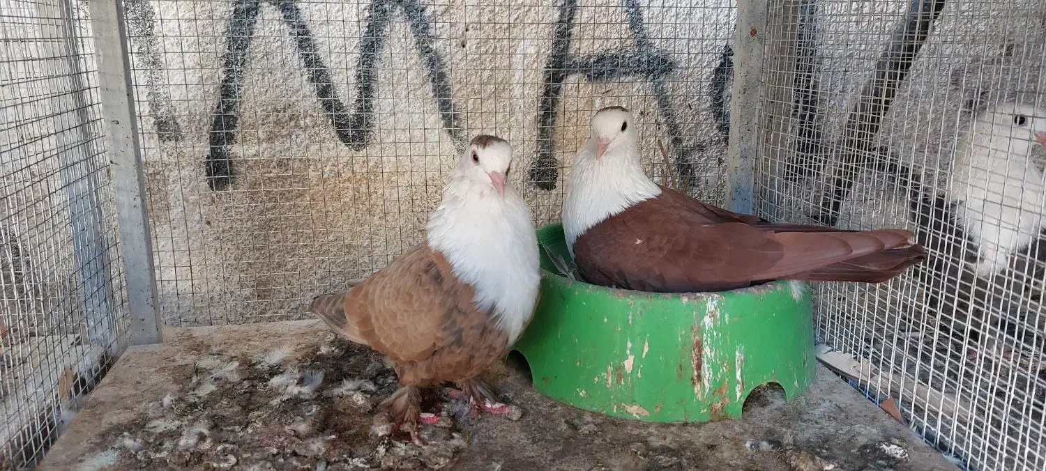 کفتر جفتی|پرنده|کیش, |دیوار