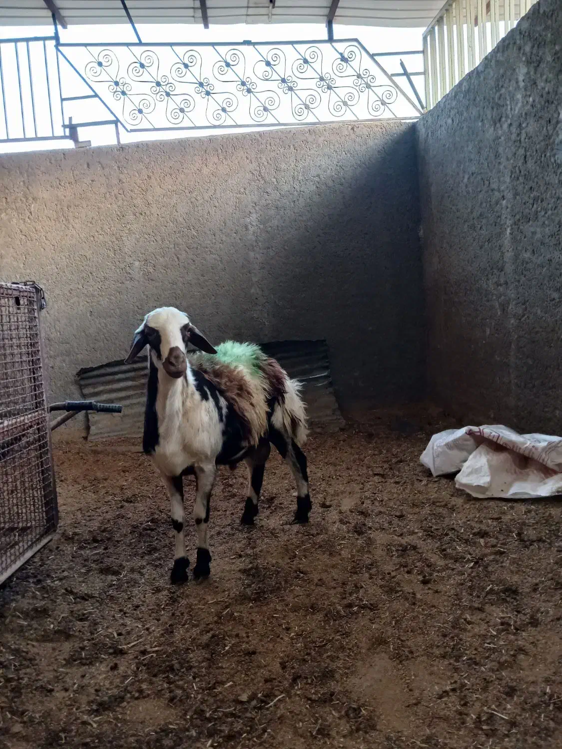 بره قوچ پلنگی پوست گاوی|حیوانات مزرعه|بروجرد, |دیوار