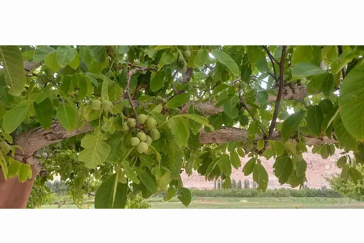 فروش زمین کشاورزی در فیروزکوه|فروش دفتر صنعتی، کشاورزی، تجاری|فیروزکوه, |دیوار