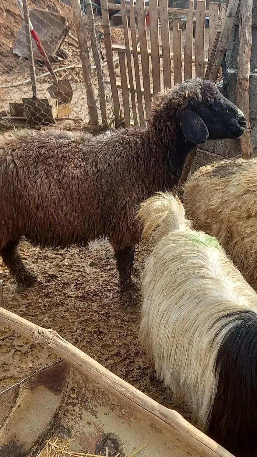 میش|حیوانات مزرعه|مرودشت, مختارآباد|دیوار