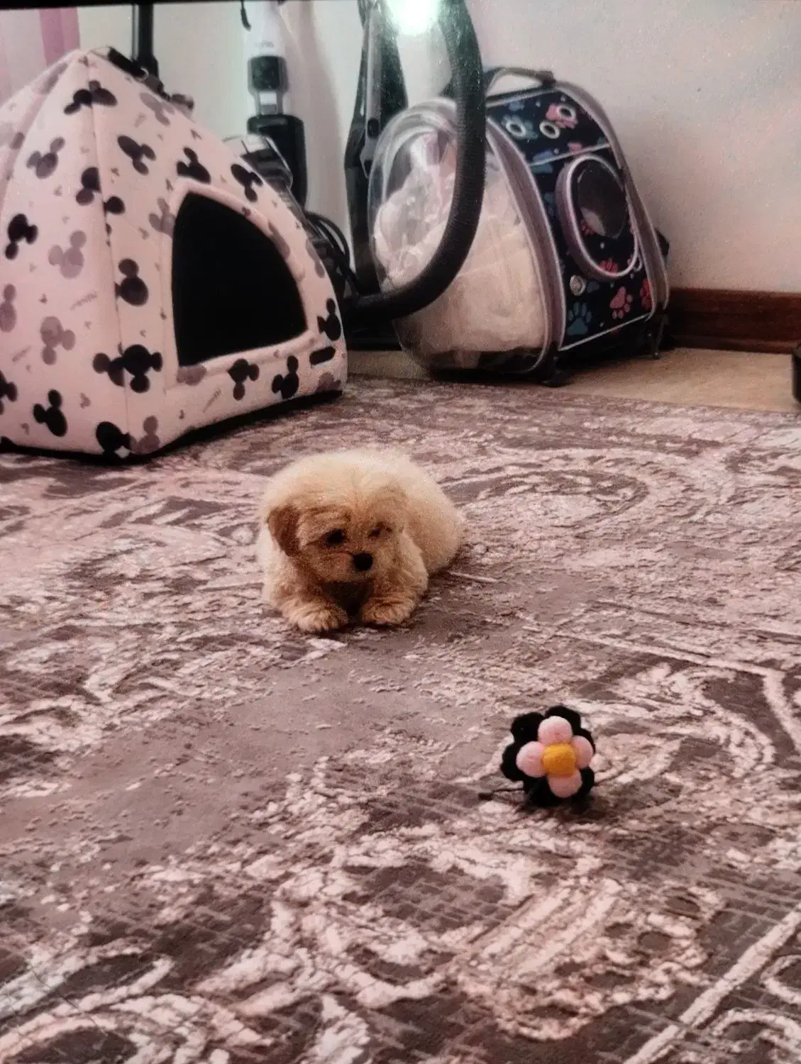 توله ۴ماه مالتیپو|سگ|رباط‌کریم, رباط‌کریم|دیوار