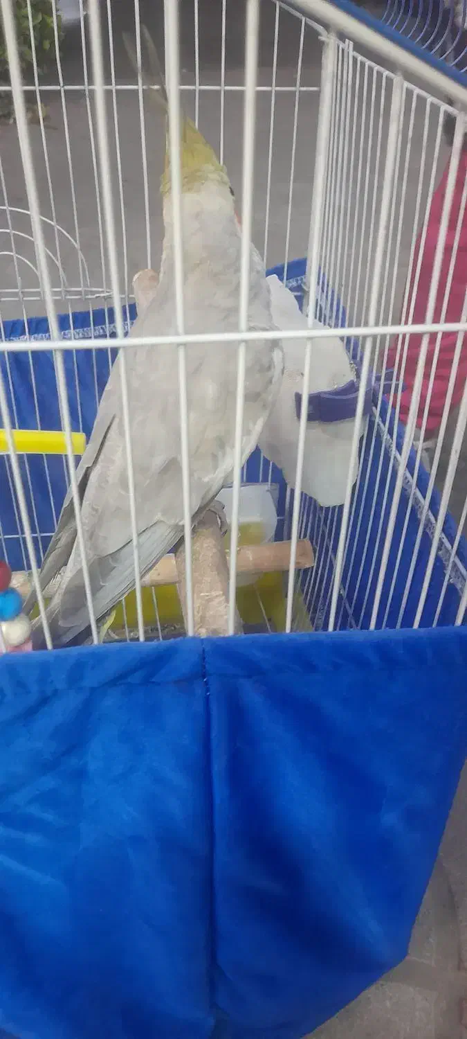 عروس هلندی همراه با وسایل|پرنده|گوراب زرمیخ, |دیوار