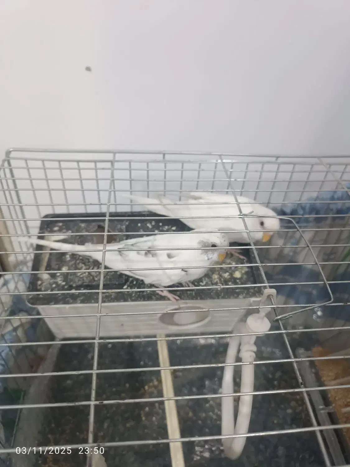 مرغ عشق مولد|پرنده|پاکدشت, پاکدشت (مامازند)|دیوار