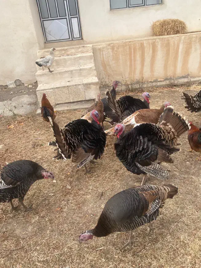 بوقلمون نر و ماده امسال|حیوانات مزرعه|اردبیل, |دیوار