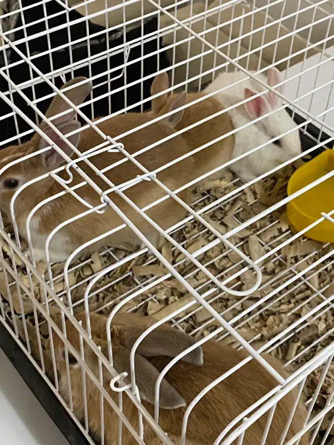 خرگوش|موش و خرگوش|پیرانشهر, |دیوار