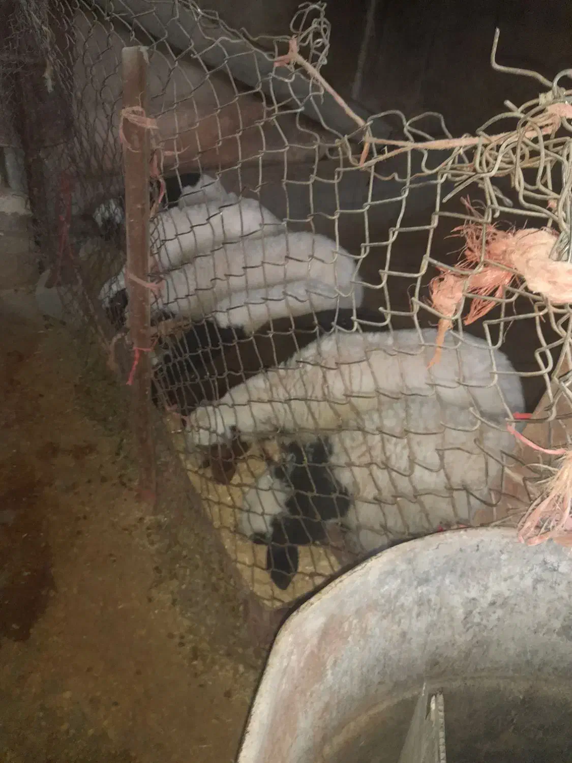 میش وبره دان خور|حیوانات مزرعه|کارزان, |دیوار